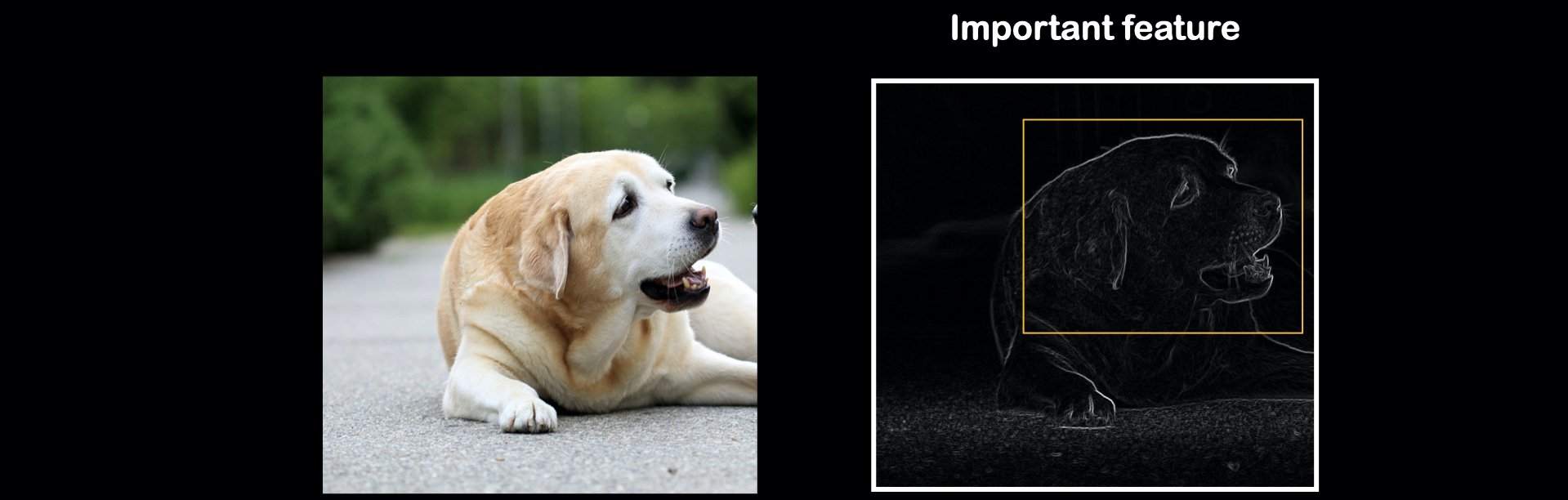 "Some features are more importance"